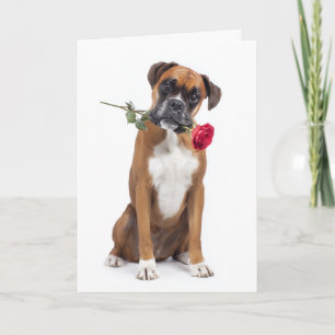 Boxer Dog Valentine Card