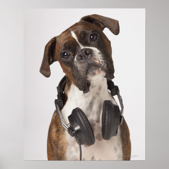 boxer dog with headphones poster (Front)