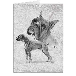 Boxer Dogs