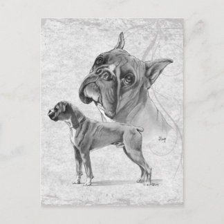 Boxer Dogs Postcard