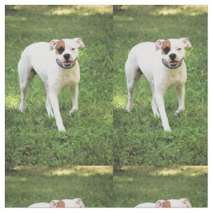Boxer Fabric