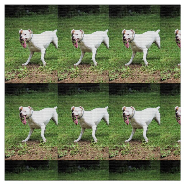 Boxer Fabric (Swatch)