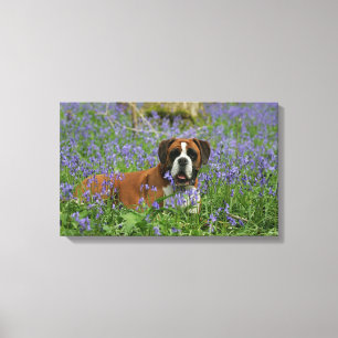 Boxer Laying in Bluebells Canvas Print