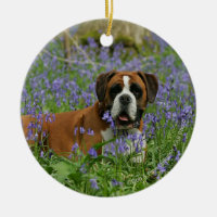 Boxer Laying in Bluebells