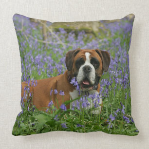 Boxer Laying in Bluebells Cushion