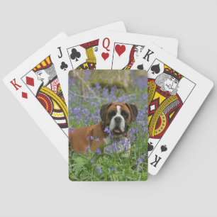 Boxer Laying in Bluebells Playing Cards