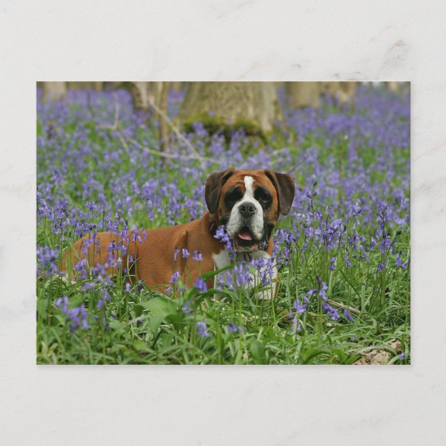 Boxer Laying in Bluebells Postcard (Front)
