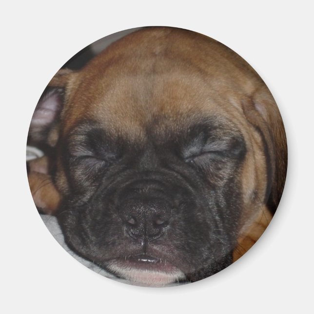 Boxer Magnet (Front)