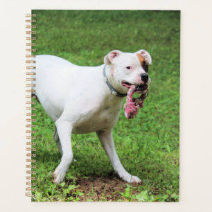 Boxer  planner