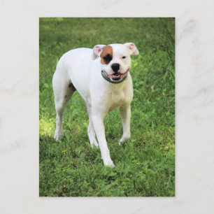 Boxer postcard