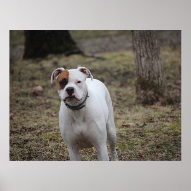 Boxer  poster (Front)