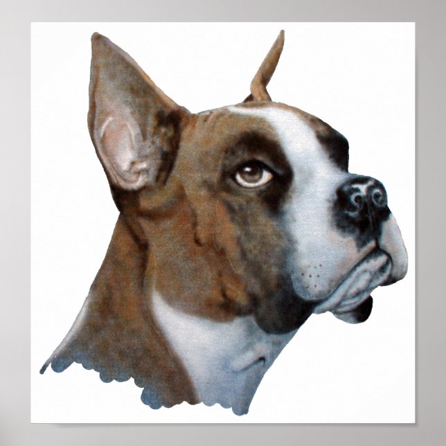 Boxer Poster (Front)