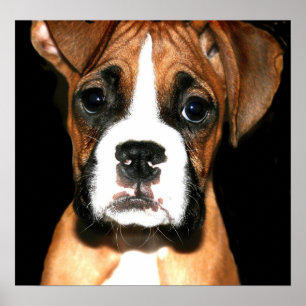 Boxer pup canvas print