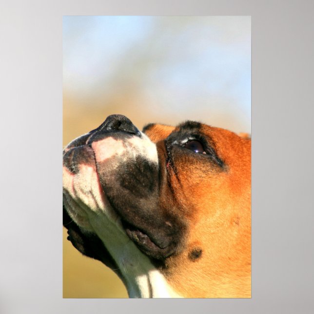 Boxer pup poster (Front)