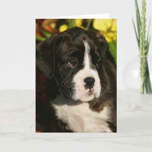 Boxer Puppies Card