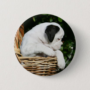 Boxer Puppies in Basket 6 Cm Round Badge
