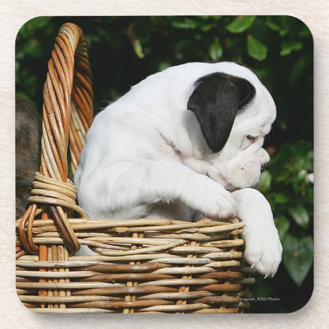 Boxer Puppies in Basket Coaster (Front)