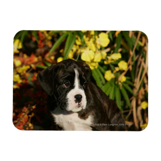 Boxer Puppies Magnet (Horizontal)