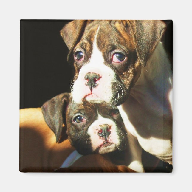 Boxer puppies magnet (Front)