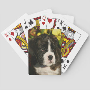 Boxer Puppies Playing Cards