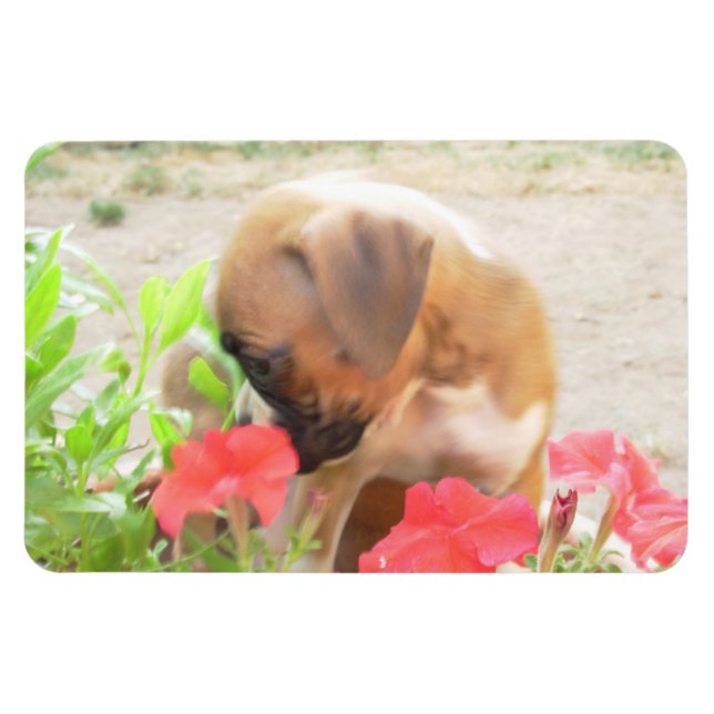 Boxer puppy 4x6 photo magnet (Horizontal)
