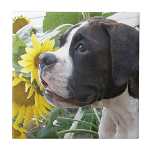 Boxer Puppy and Sunflowers Tile