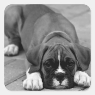 Boxer Puppy Dog Black And White Sticker / Seal