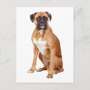 Boxer Puppy Dog Blank Greeting Postcard