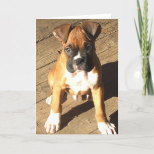 Boxer Puppy greeting card