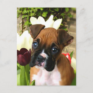 Boxer puppy in tulips postcard