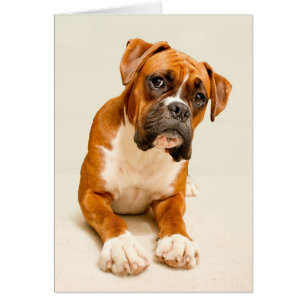 Boxer puppy on ivory cream backdrop.