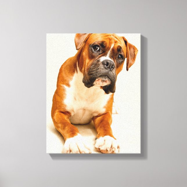 Boxer puppy on ivory cream backdrop. canvas print (Front)