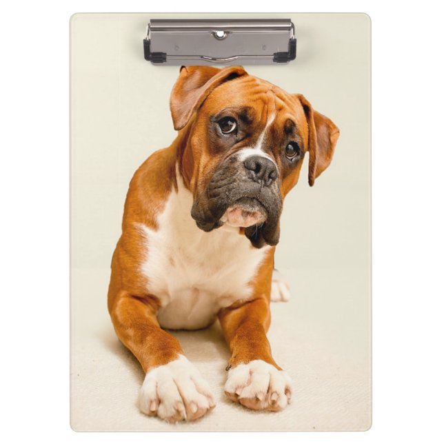 Boxer puppy on ivory cream backdrop. clipboard (Front)