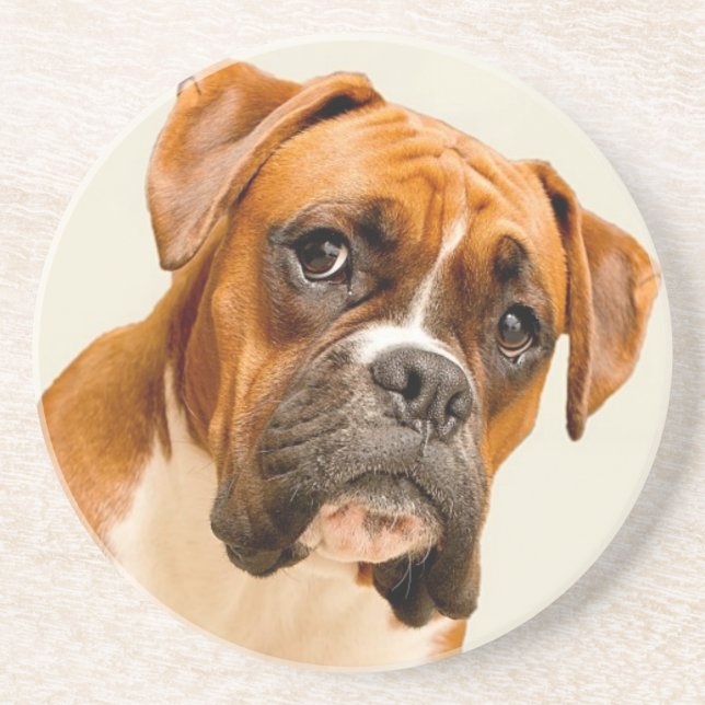 Boxer puppy on ivory cream backdrop. coaster (Front)