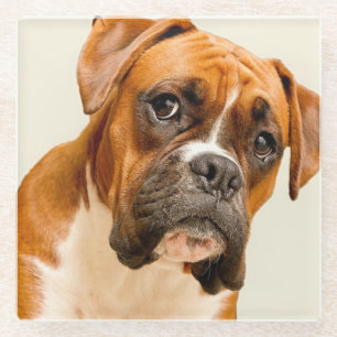Boxer puppy on ivory cream backdrop. glass coaster