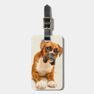 Boxer puppy on ivory cream backdrop. luggage tag