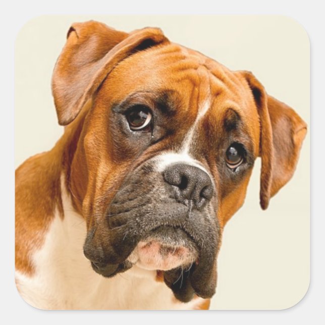 Boxer puppy on ivory cream backdrop. square sticker (Front)