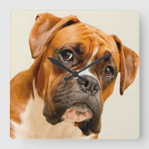 Boxer puppy on ivory cream backdrop. square wall clock