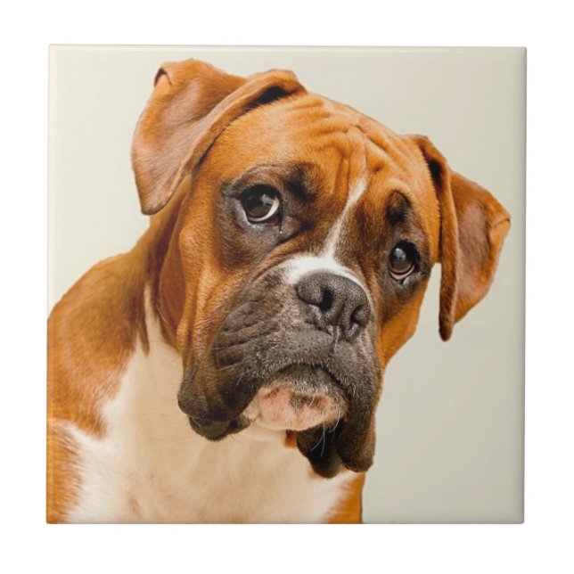 Boxer puppy on ivory cream backdrop. tile (Front)