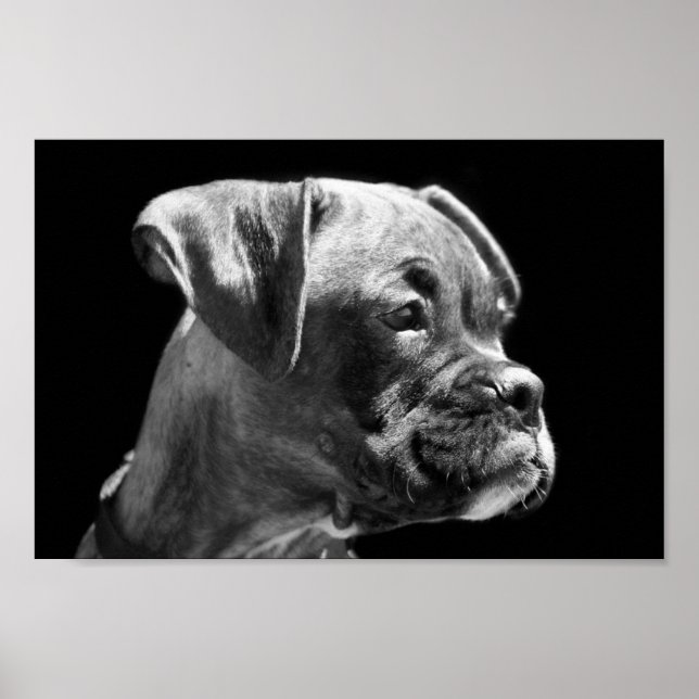 Boxer Puppy Poster (Front)