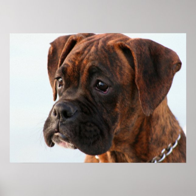 Boxer puppy poster (Front)