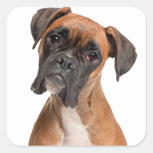 Boxer Puppy Square Sticker