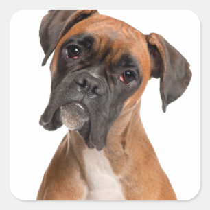 Boxer Puppy Square Sticker
