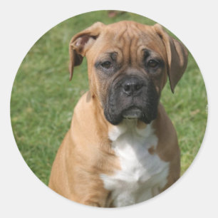 Boxer Puppy Sticker