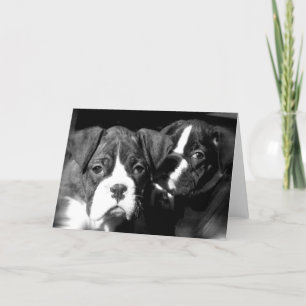 Boxer pups greeting card