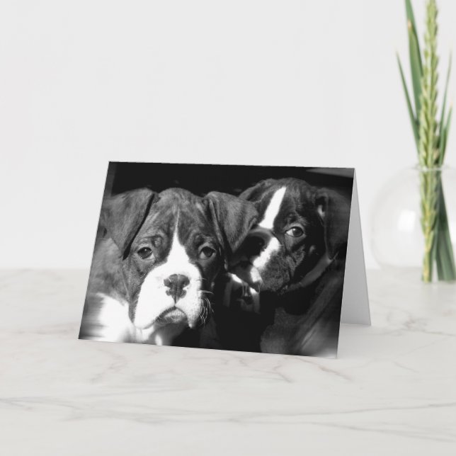 Boxer pups greeting card (Front)