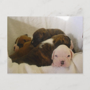 boxer pups.png postcard