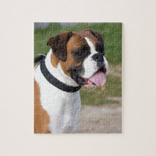 Boxer Sitting Jigsaw Puzzle