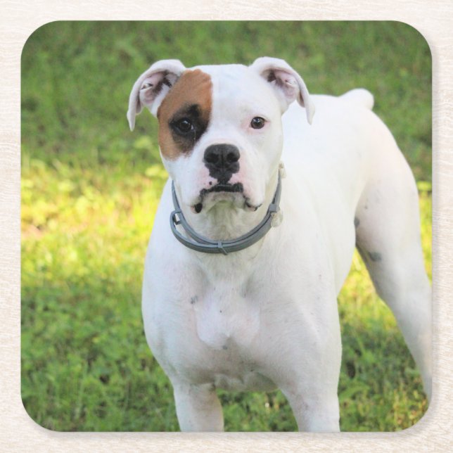 Boxer Square Paper Coaster (Front)