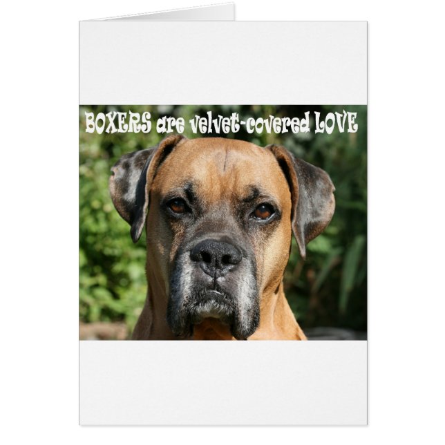 Boxer:  Velvet-covered Love (Front)